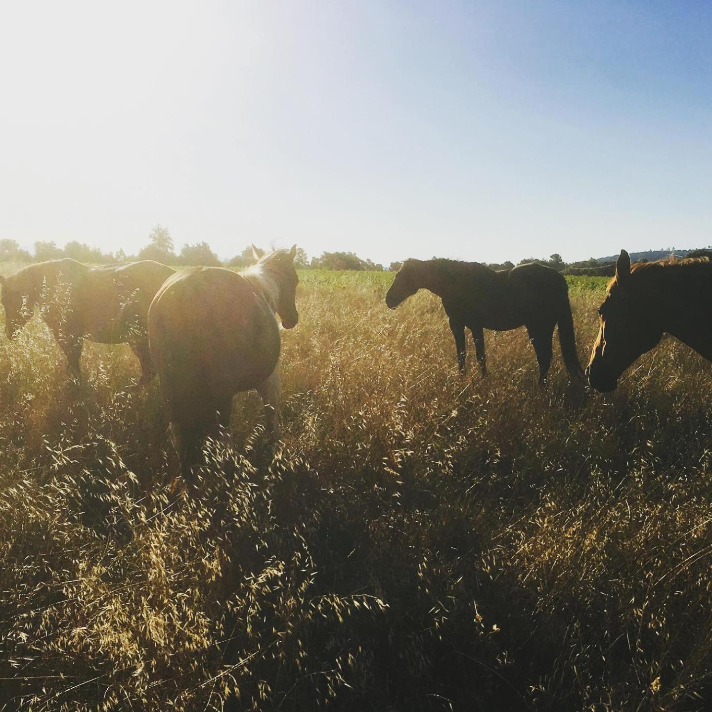 Centre Mediation Equine La Daouste Villa Jouques Exteriör bild